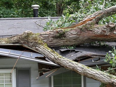 A large tree branch that has fallen on the asphalt shingle roof of a home in the Quad Cities area that needs to be replaced.