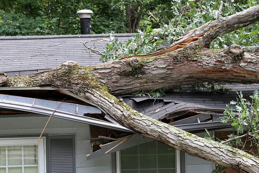 A large tree branch that has fallen on the asphalt shingle roof of a home in the Quad Cities area that needs to be replaced.