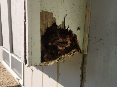 Eldridge Siding Replacement , extension structural wood damage during