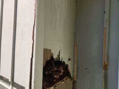 Eldridge Siding Replacement , structural wood damage during